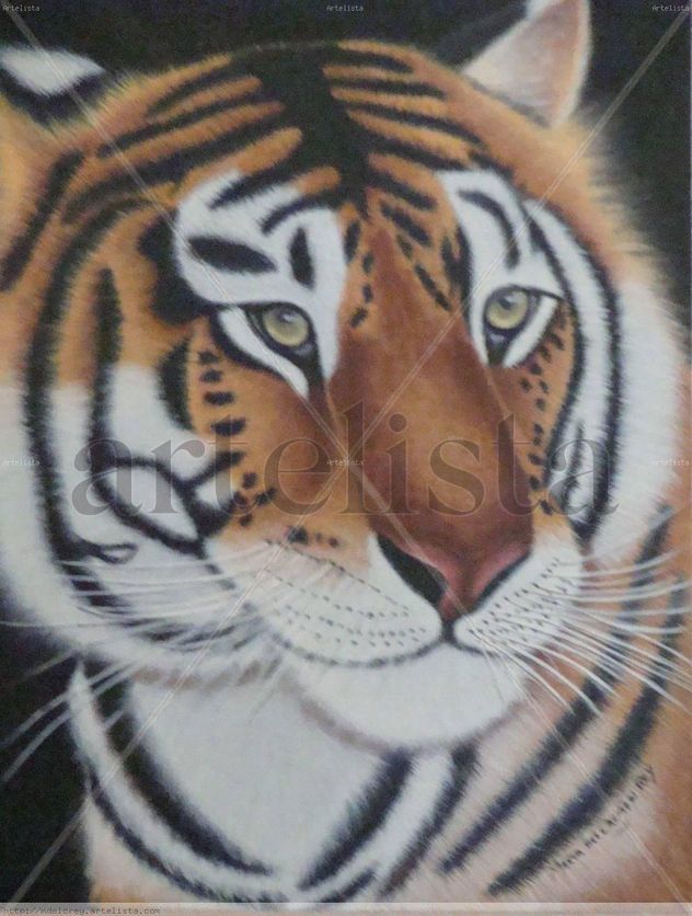 Tigre