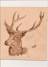 Venado