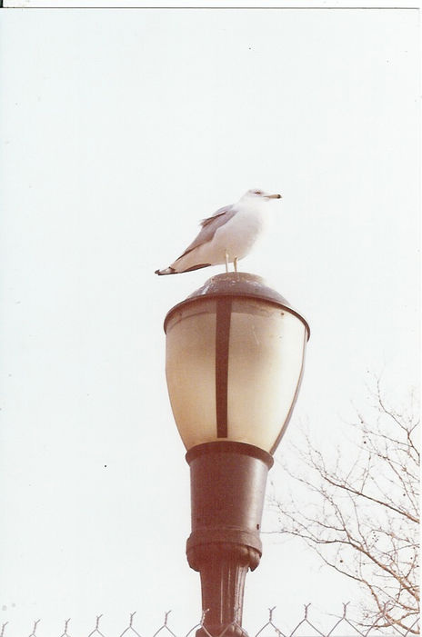 Gaviota