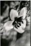 flor