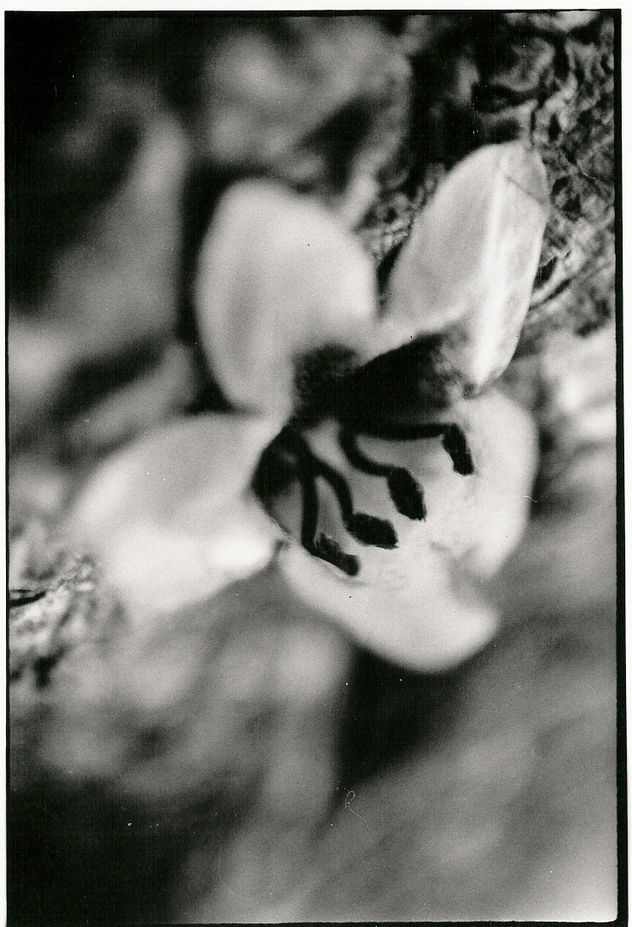 flor