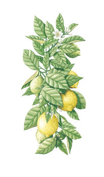 Detail lemon tree -...