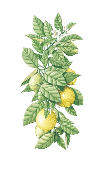 Detail lemon tree - pormenor limoeiro Óleo Lienzo Paisaje