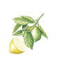 detail lemon tree - pormenor limoeiro