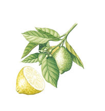 Detail lemon tree -...