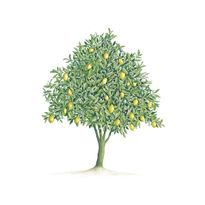 Lemon tree - Limoeiro