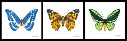 Butterflies -...