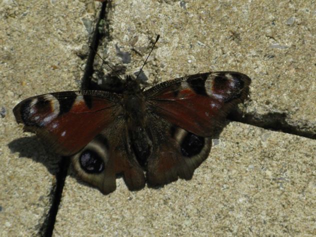 mariposa en la terraza