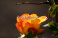 Flor