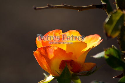 Flor