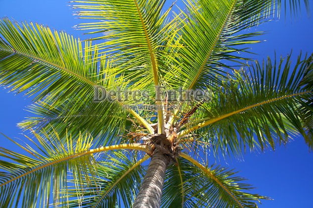 Palmera Arquitectura e interiorismo Blanco y Negro (Digital)