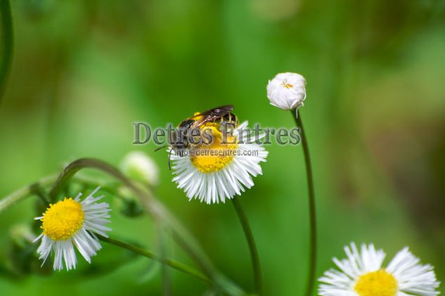 Abeja sobre la flor Arquitectura e interiorismo Blanco y Negro (Digital)