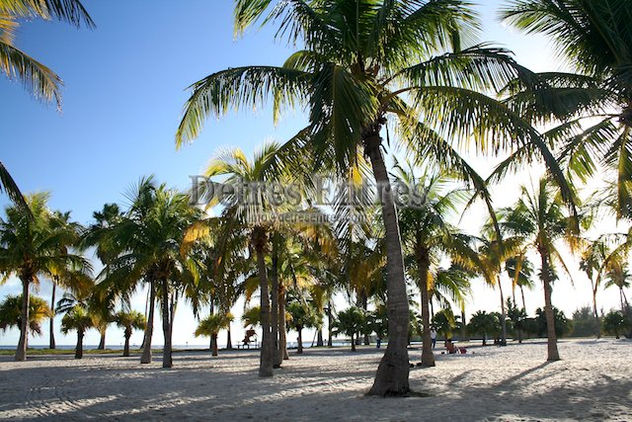 Palmeras
