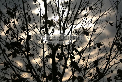 Arbol