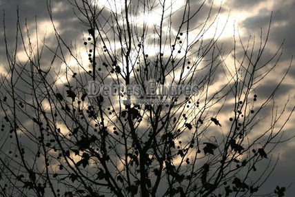 Arbol