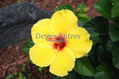 Flor