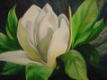 GARDENIA