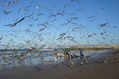 gaivotas