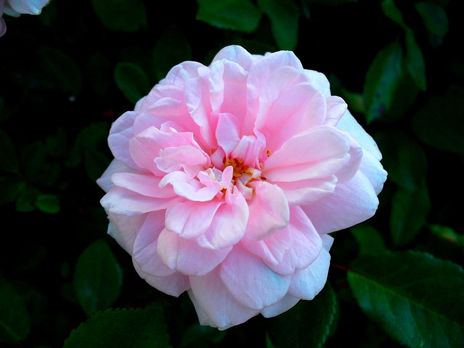 Rosa