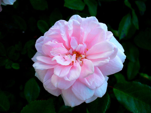 rosa