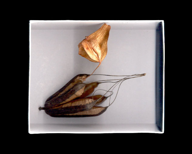 serie memoria de la naturaleza  "caja d recuerdos"