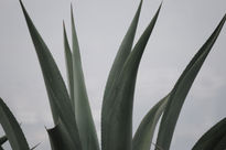 Agave...