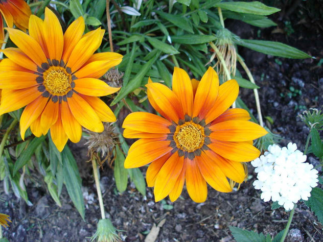 PETALOS