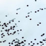 gas 15