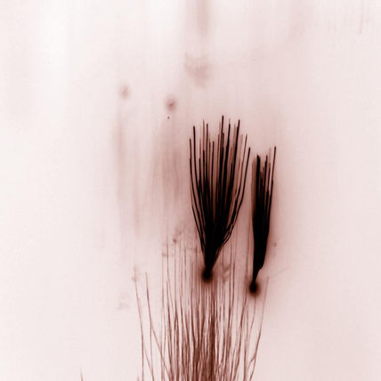 Brown drawings 1