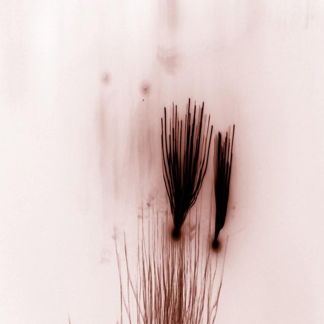brown drawings 1