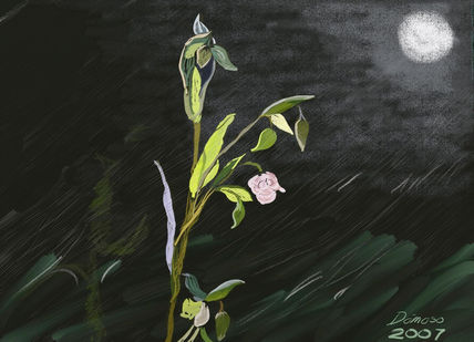 Paisaje nocturno