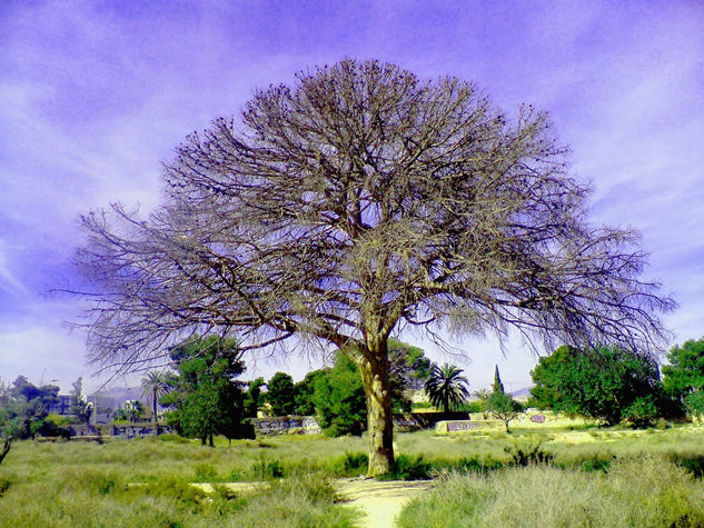 El último árbol Naturaleza Color (Digital)