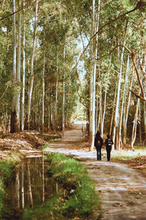 Bosque encantado