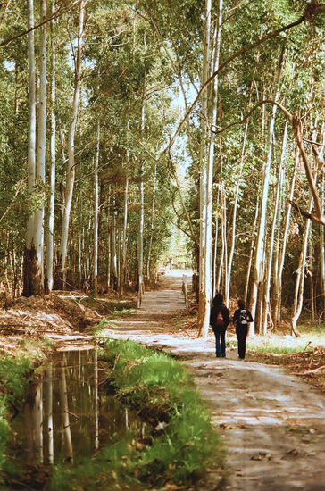 Bosque encantado 