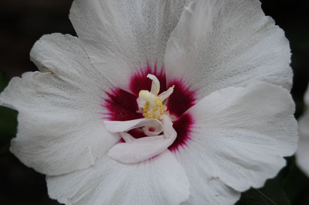 flor1