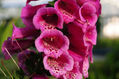 flor2