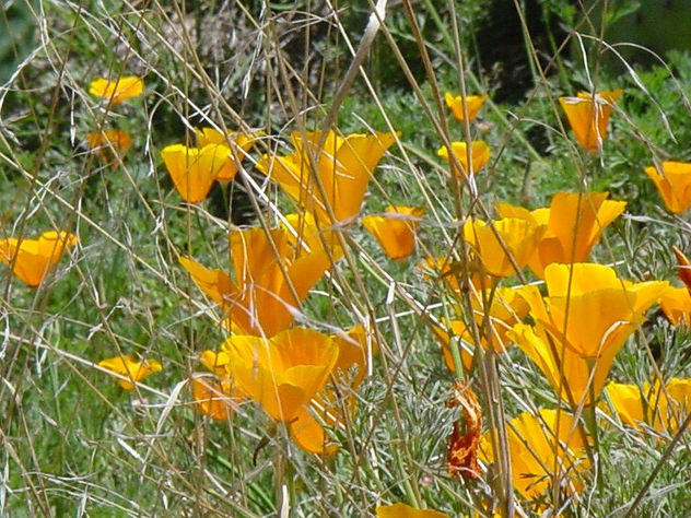 flor3