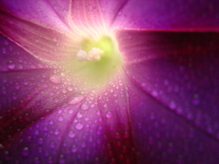 Flor4
