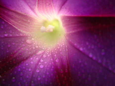 Flor4