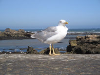 Gaivota de Hessouira