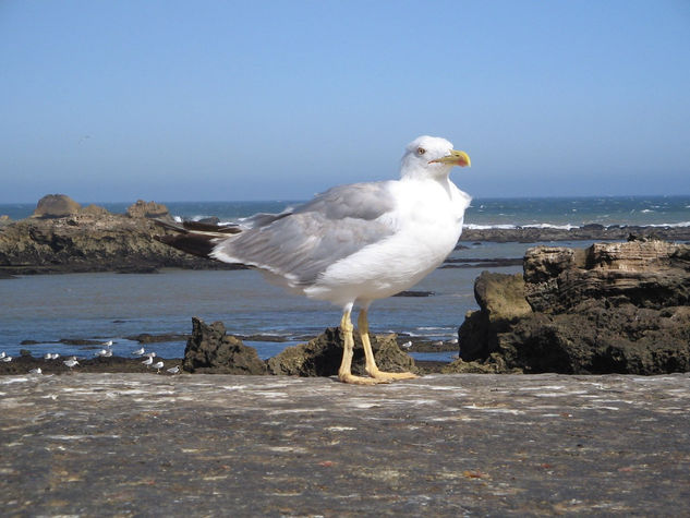 Gaivota de Hessouira 