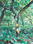 Cacao