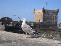 gaivota de Essouira -2