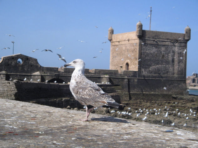 gaivota de Essouira -2 