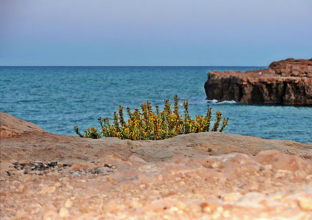 08-08.706.2 - Calas de los locos,Torrevieja (España). Naturaleza Color (Digital)