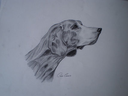 Canino