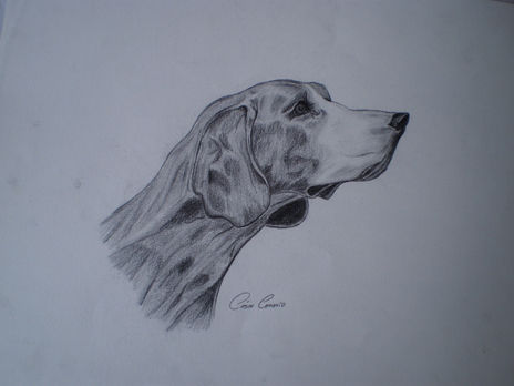 Canino