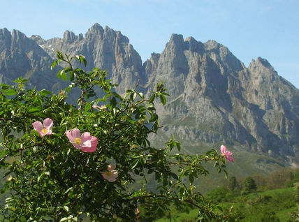 Primavera V