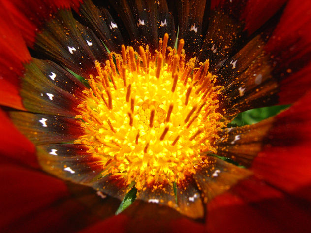 flor5