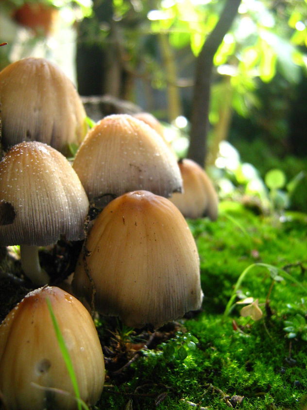 hongos1